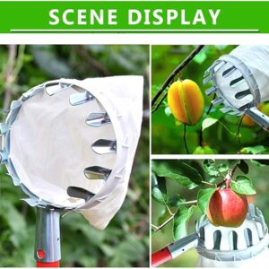 Durable metal fruit picker head basket attached to a pole harvesting fresh mangoes in Pakistan